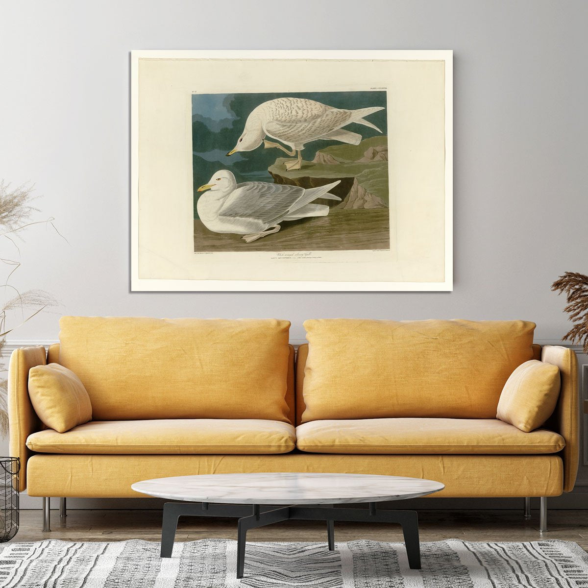 White winged silvery Gull by Audubon Canvas Print or Poster