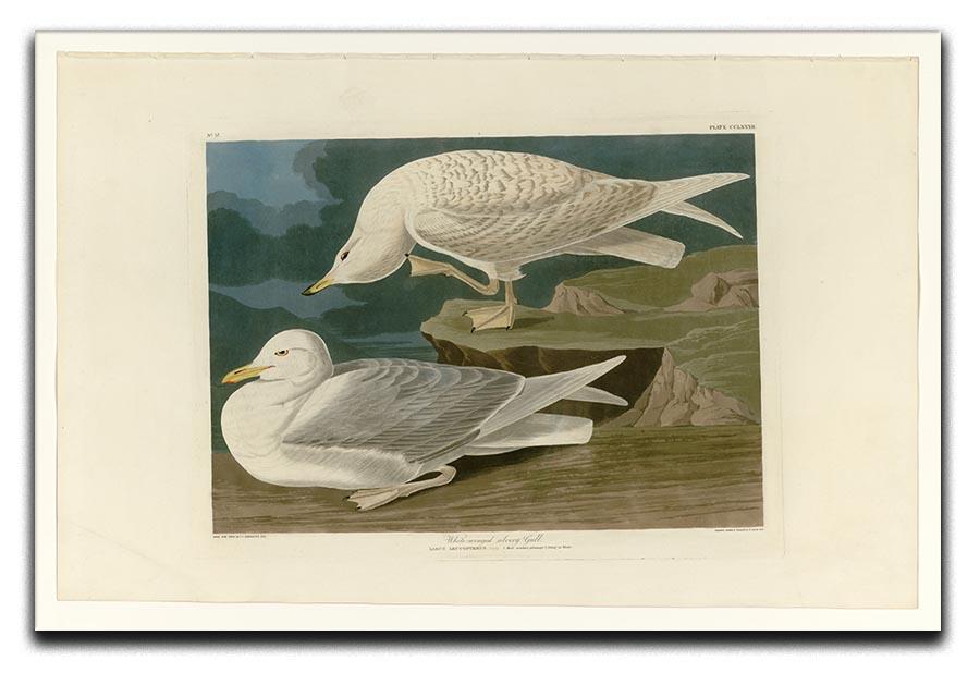 White winged silvery Gull by Audubon Canvas Print or Poster - Canvas Art Rocks - 1
