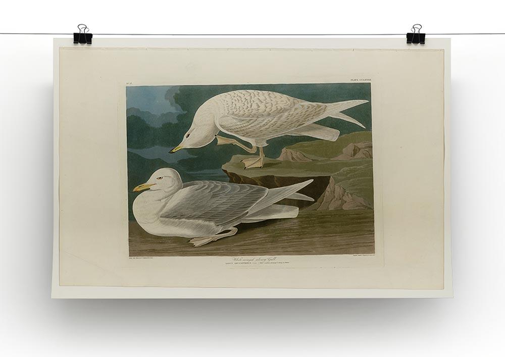 White winged silvery Gull by Audubon Canvas Print or Poster - Canvas Art Rocks - 2
