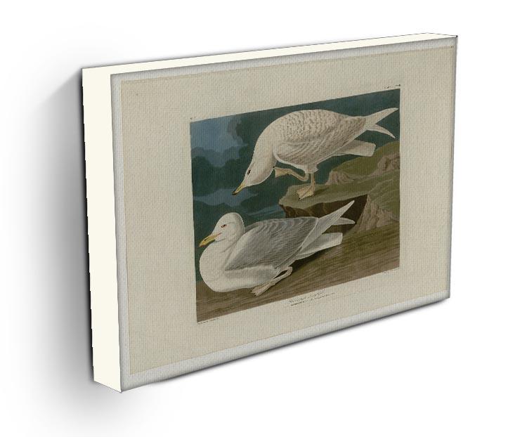 White winged silvery Gull by Audubon Canvas Print or Poster - Canvas Art Rocks - 3