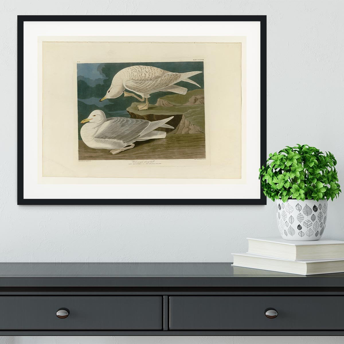 White winged silvery Gull by Audubon Framed Print - Canvas Art Rocks - 1