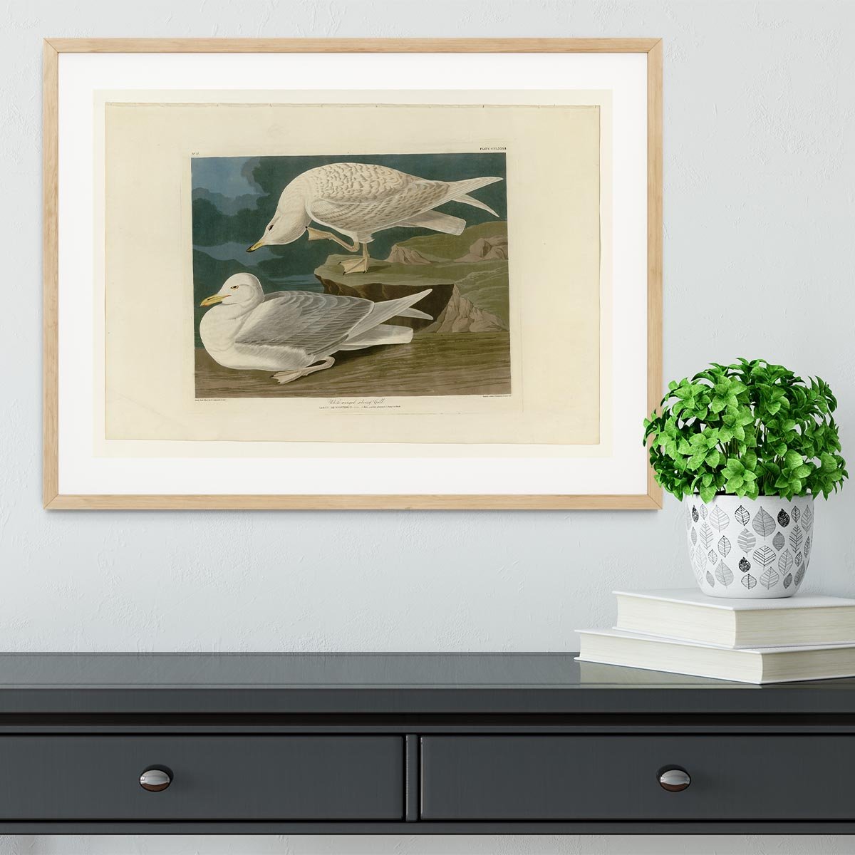 White winged silvery Gull by Audubon Framed Print - Canvas Art Rocks - 3