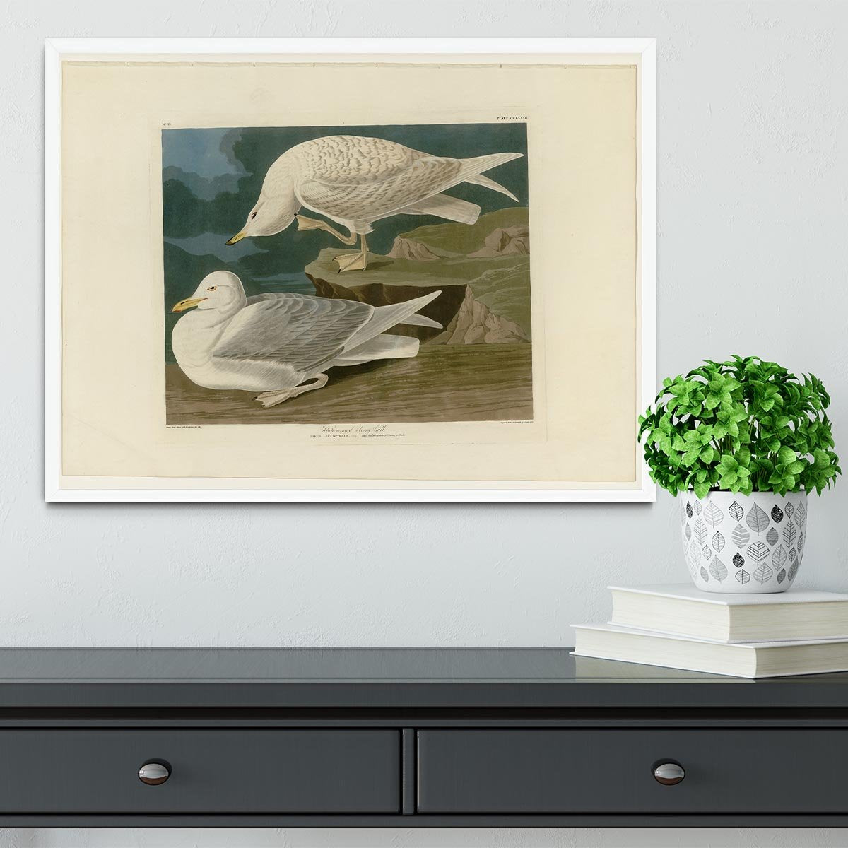 White winged silvery Gull by Audubon Framed Print - Canvas Art Rocks -6