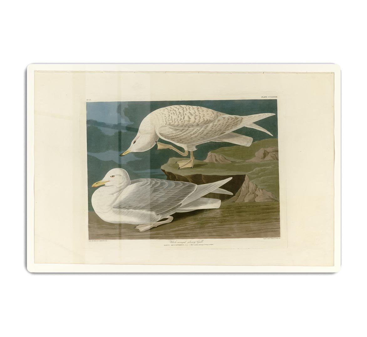 White winged silvery Gull by Audubon HD Metal Print - Canvas Art Rocks - 1