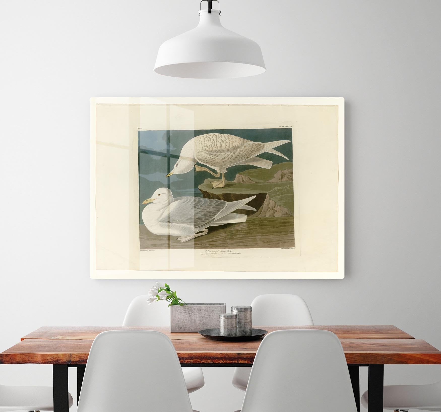 White winged silvery Gull by Audubon HD Metal Print - Canvas Art Rocks - 2