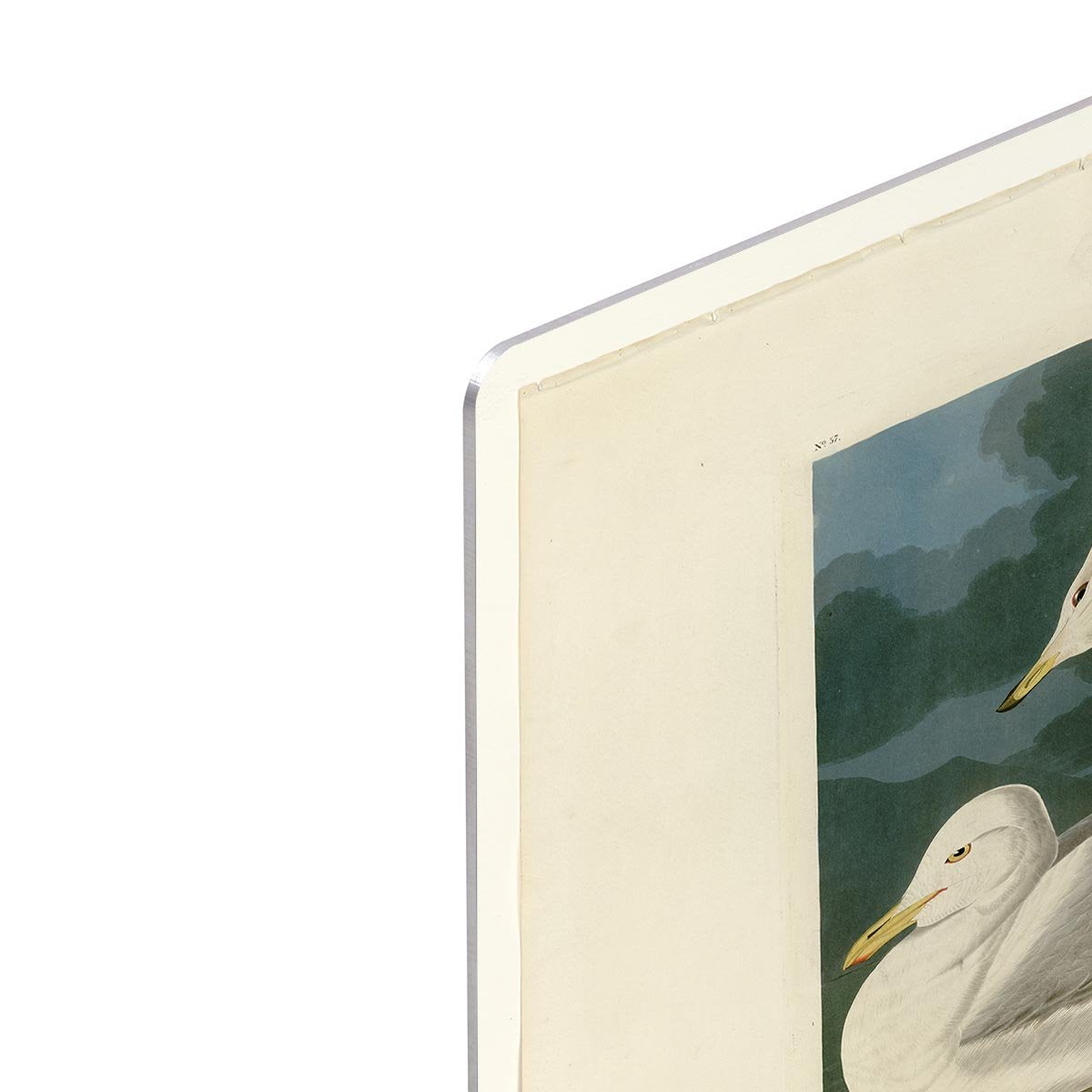 White winged silvery Gull by Audubon HD Metal Print - Canvas Art Rocks - 4