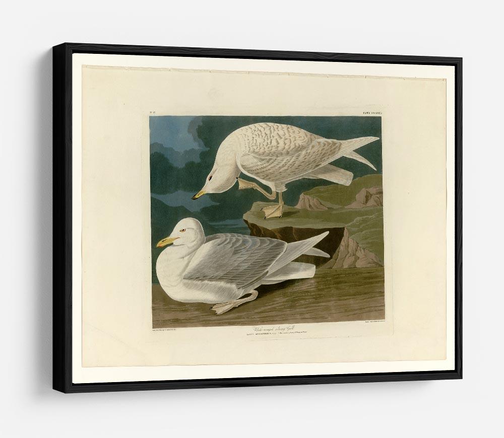White winged silvery Gull by Audubon HD Metal Print - Canvas Art Rocks - 6