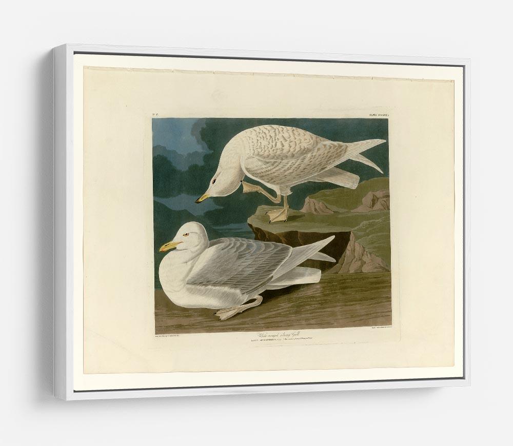 White winged silvery Gull by Audubon HD Metal Print - Canvas Art Rocks - 7