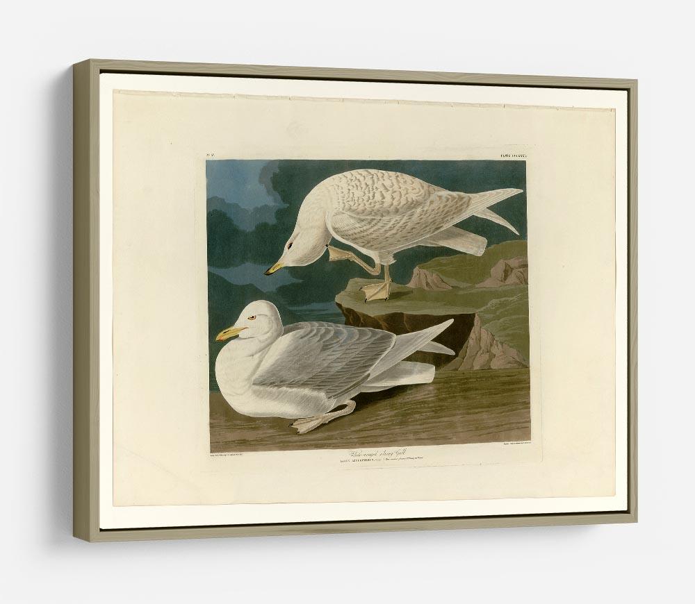 White winged silvery Gull by Audubon HD Metal Print - Canvas Art Rocks - 8