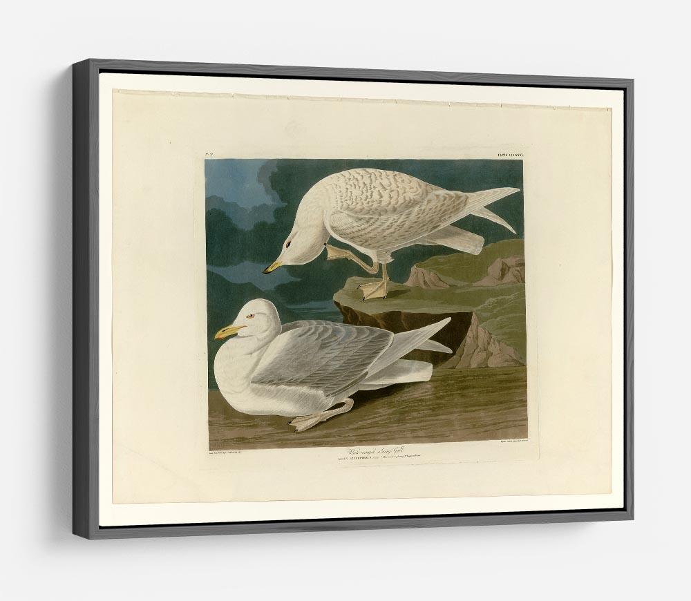 White winged silvery Gull by Audubon HD Metal Print - Canvas Art Rocks - 9