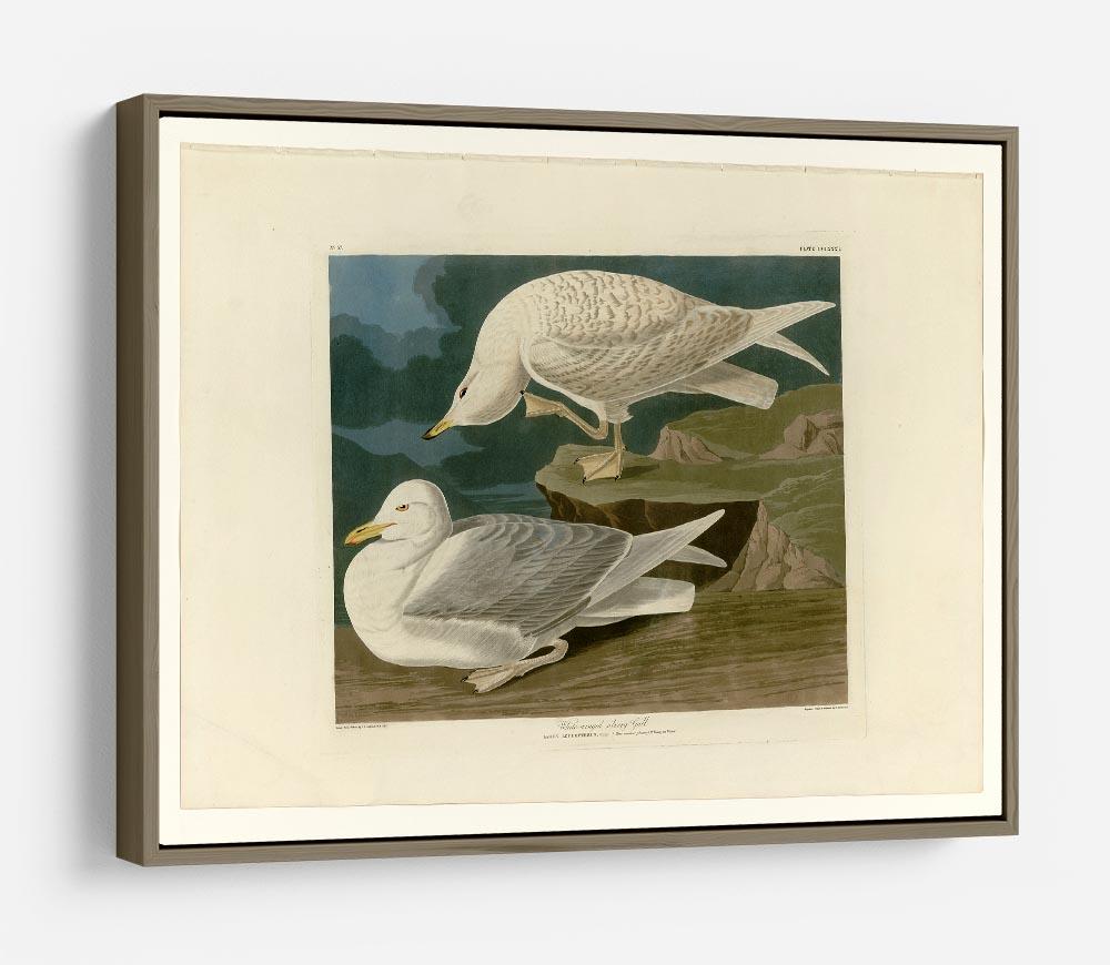 White winged silvery Gull by Audubon HD Metal Print - Canvas Art Rocks - 10