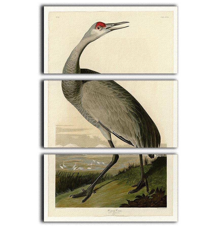 Whooping Crane by Audubon 3 Split Panel Canvas Print - Canvas Art Rocks - 1