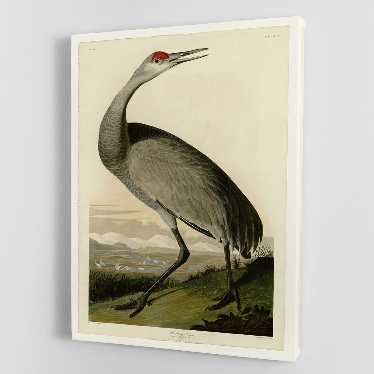 Whooping Crane by Audubon Canvas Print or Poster
