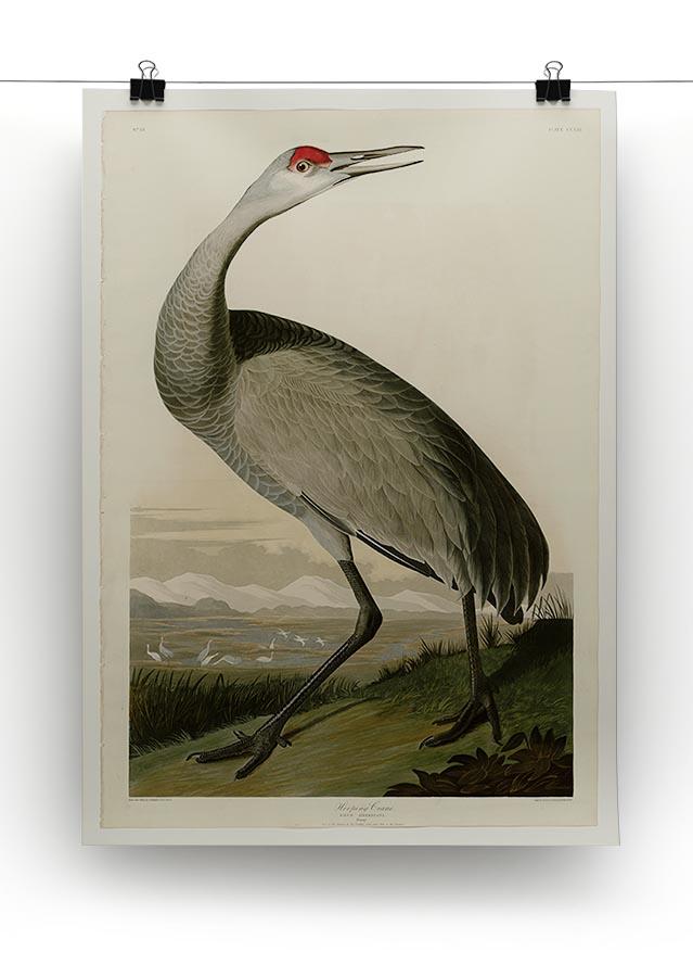 Whooping Crane by Audubon Canvas Print or Poster - Canvas Art Rocks - 2