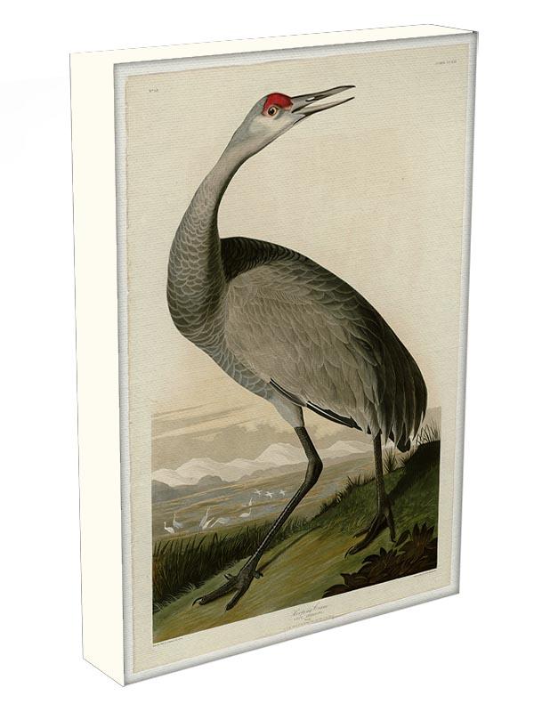 Whooping Crane by Audubon Canvas Print or Poster - Canvas Art Rocks - 3