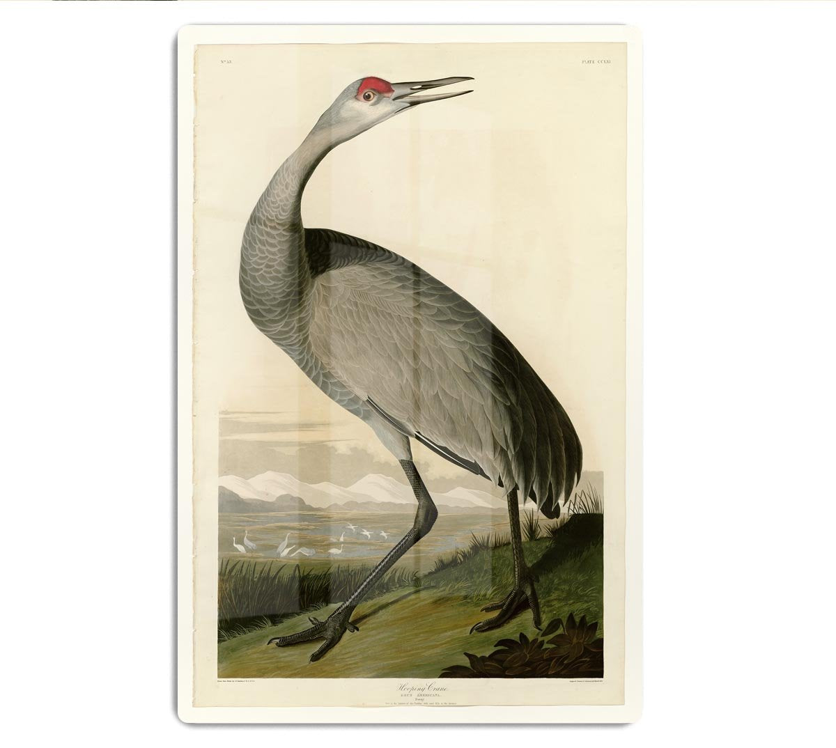 Whooping Crane by Audubon HD Metal Print - Canvas Art Rocks - 1