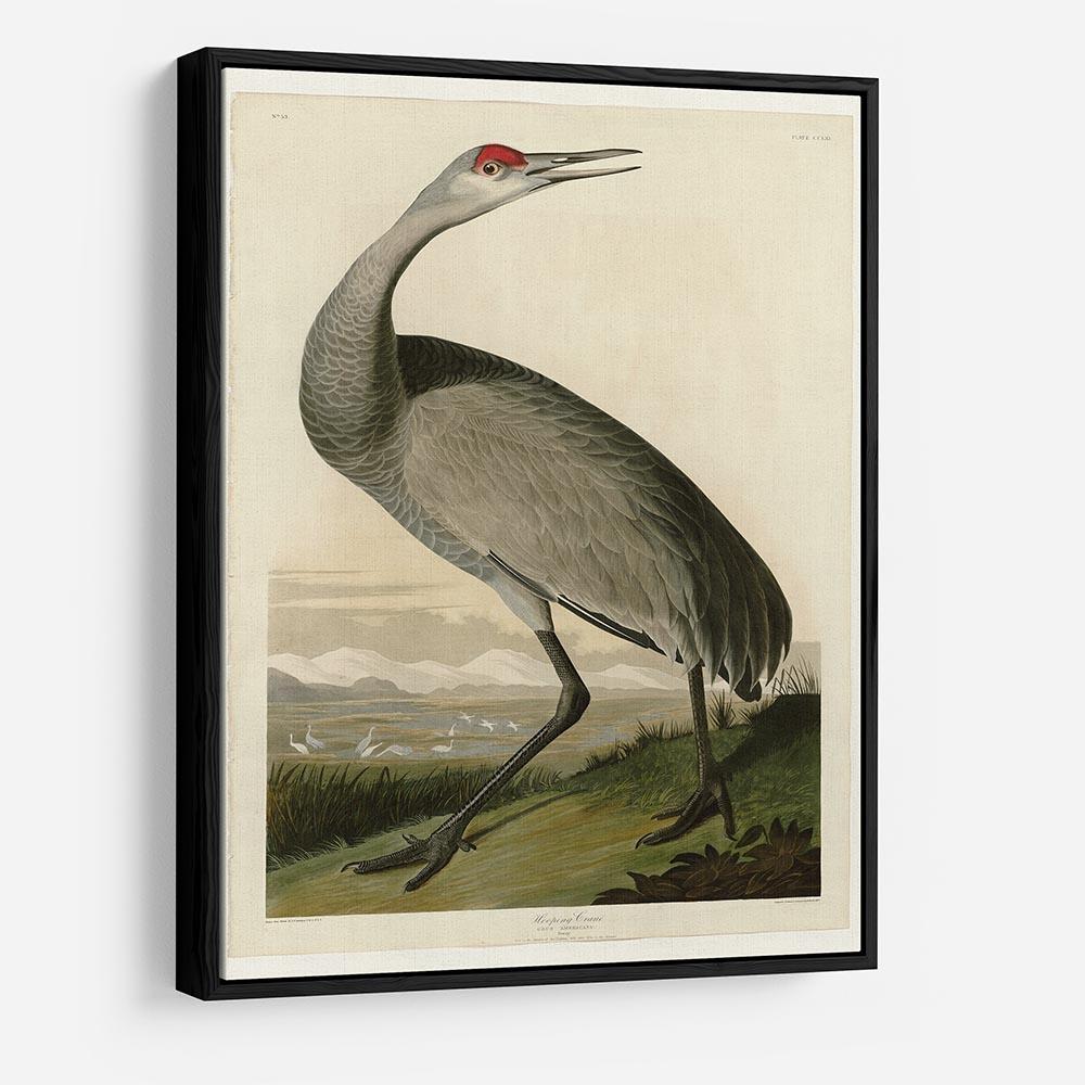 Whooping Crane by Audubon HD Metal Print - Canvas Art Rocks - 6