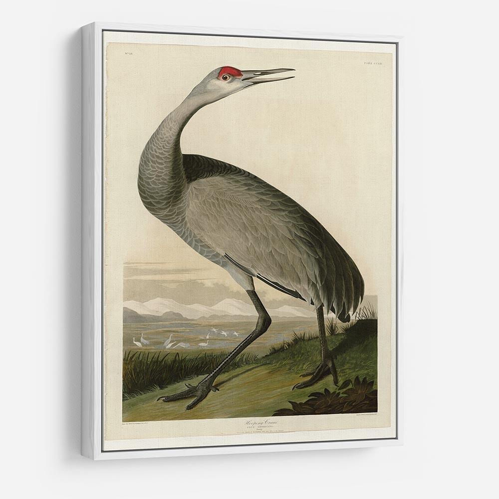 Whooping Crane by Audubon HD Metal Print - Canvas Art Rocks - 7