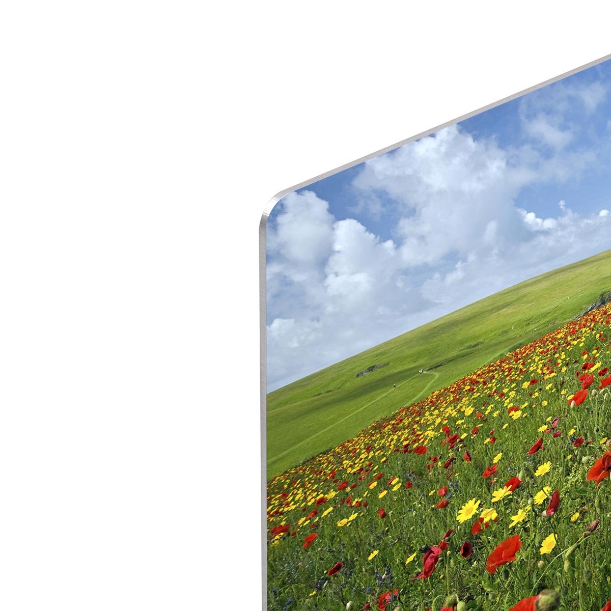 Wild Flower Meadow HD Metal Print - Canvas Art Rocks - 4