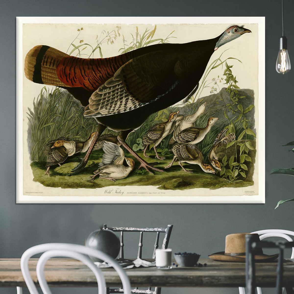 Wild Turkey 2 by Audubon Canvas Print or Poster