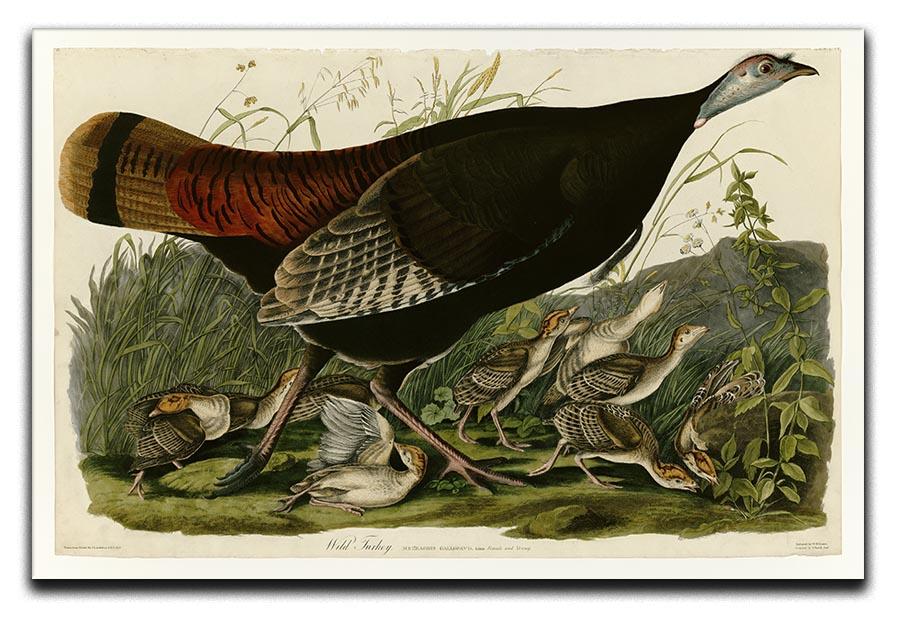 Wild Turkey 2 by Audubon Canvas Print or Poster - Canvas Art Rocks - 1