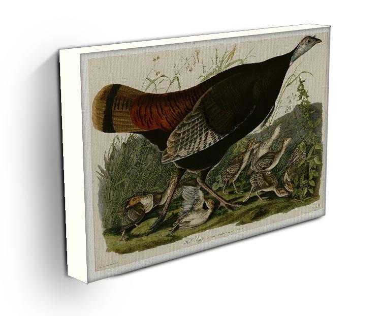Wild Turkey 2 by Audubon Canvas Print or Poster - Canvas Art Rocks - 3