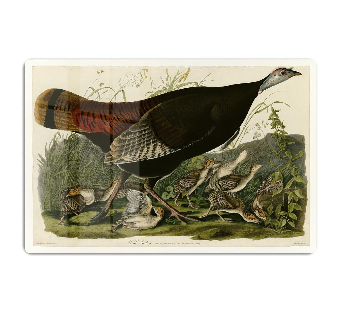 Wild Turkey 2 by Audubon HD Metal Print - Canvas Art Rocks - 1
