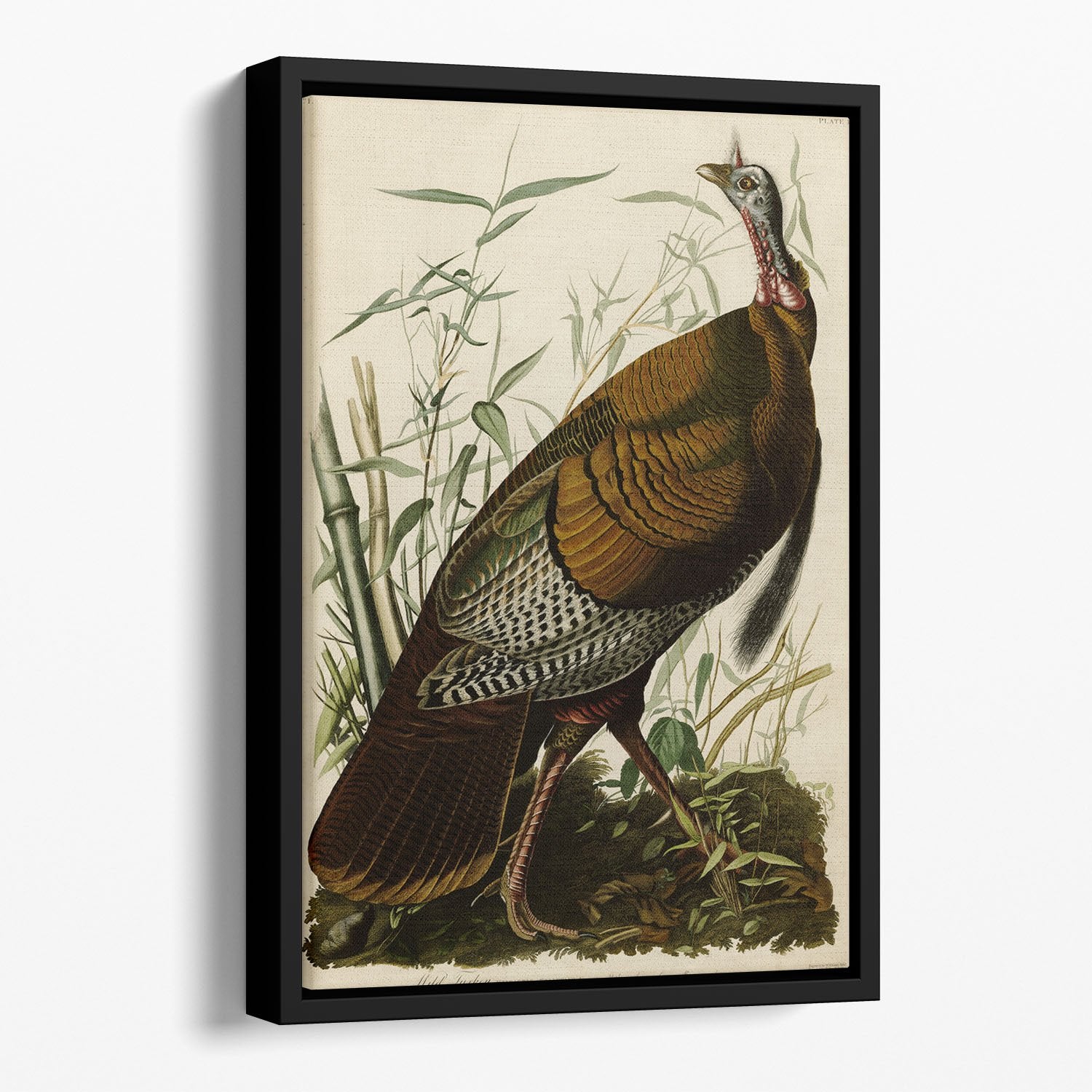 Wild Turkey by Audubon Floating Framed Canvas