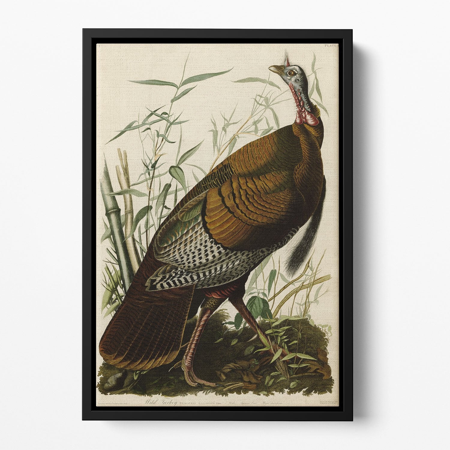 Wild Turkey by Audubon Floating Framed Canvas
