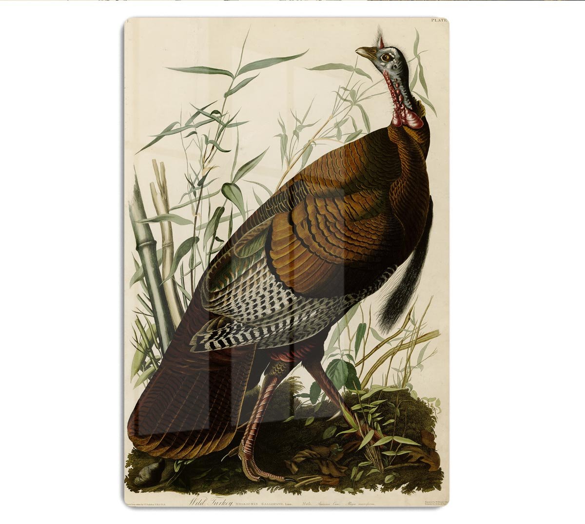 Wild Turkey by Audubon HD Metal Print - Canvas Art Rocks - 1
