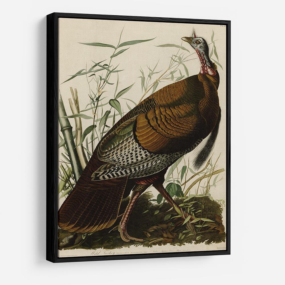 Wild Turkey by Audubon HD Metal Print - Canvas Art Rocks - 6