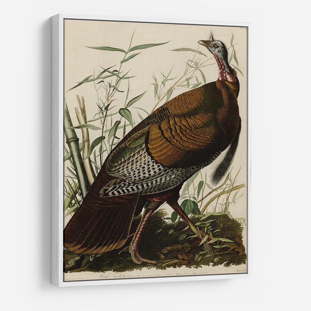 Wild Turkey by Audubon HD Metal Print - Canvas Art Rocks - 7