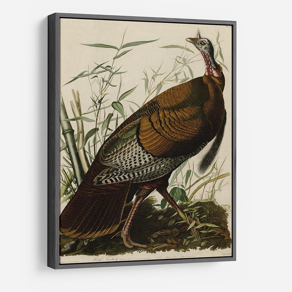 Wild Turkey by Audubon HD Metal Print - Canvas Art Rocks - 9
