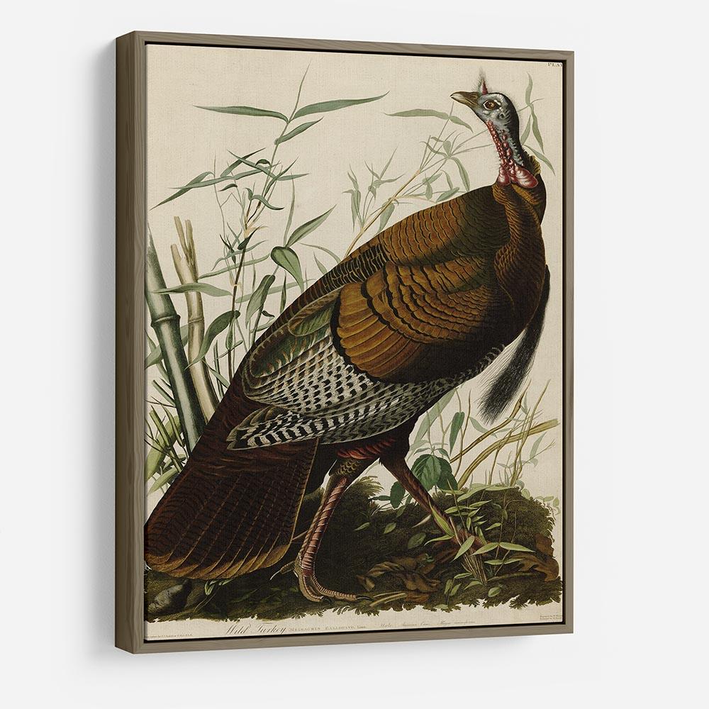 Wild Turkey by Audubon HD Metal Print - Canvas Art Rocks - 10