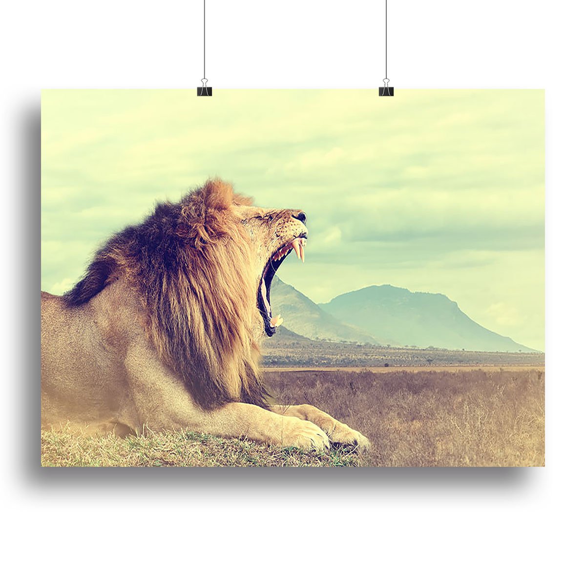 Wild african lion Canvas Print or Poster
