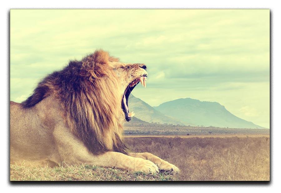 Wild african lion Canvas Print or Poster - Canvas Art Rocks - 1