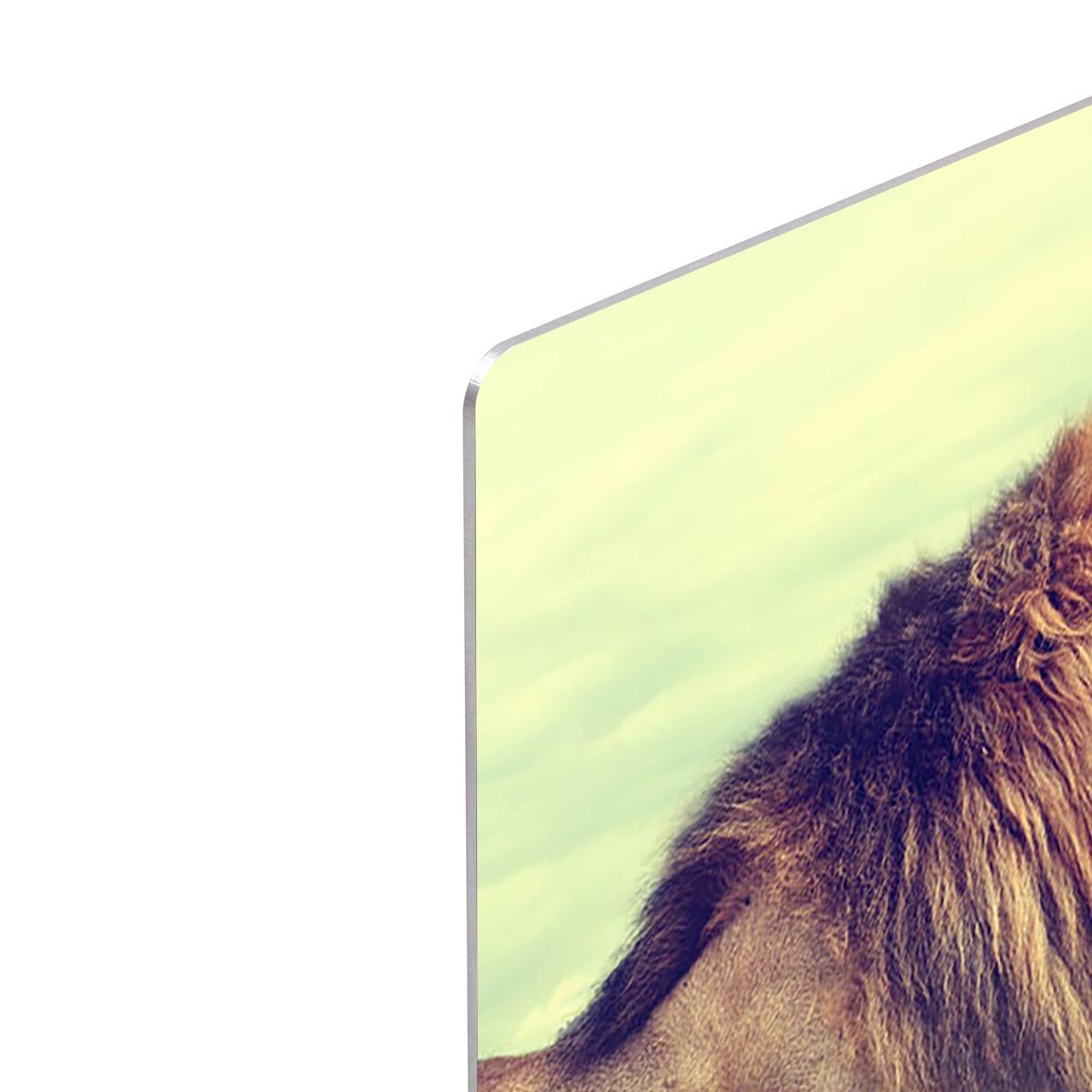 Wild african lion HD Metal Print - Canvas Art Rocks - 4