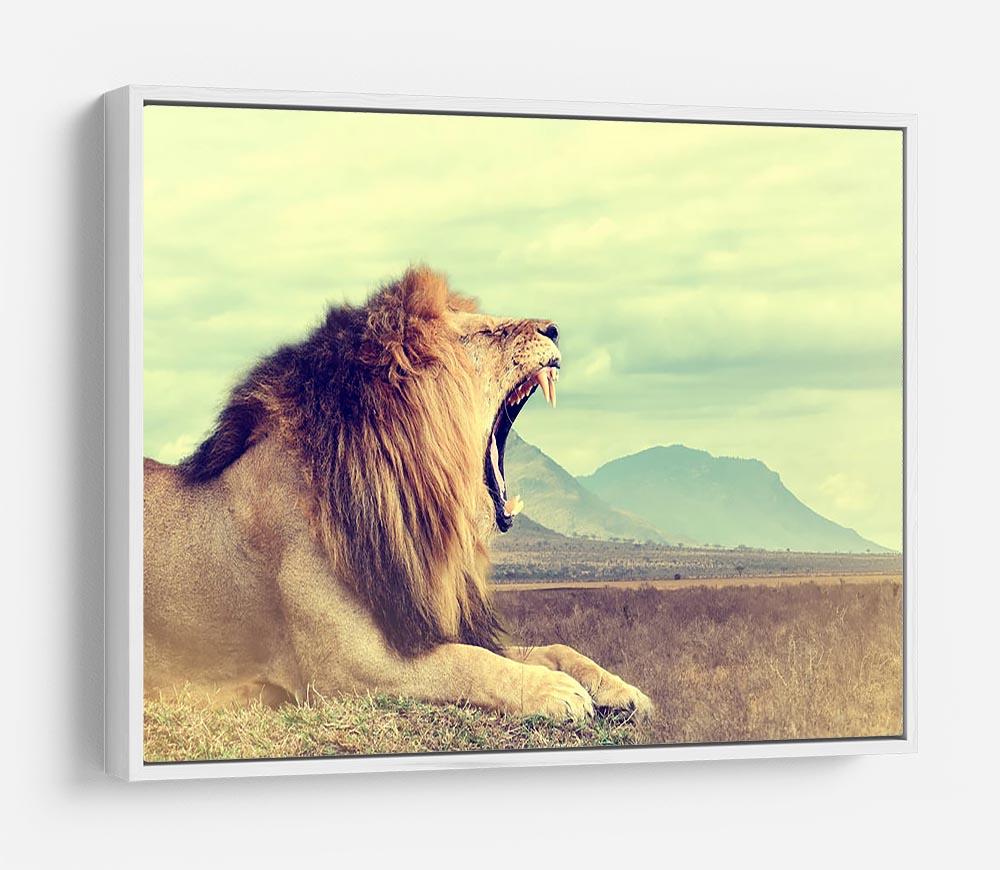 Wild african lion HD Metal Print - Canvas Art Rocks - 7