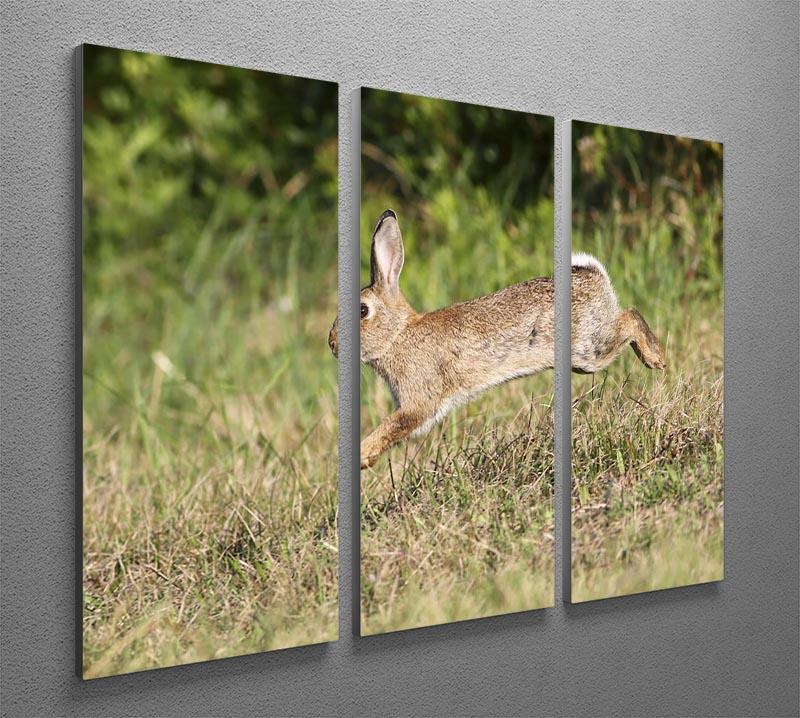 Wild cute rabbit is jumping on meadow 3 Split Panel Canvas Print - Canvas Art Rocks - 2