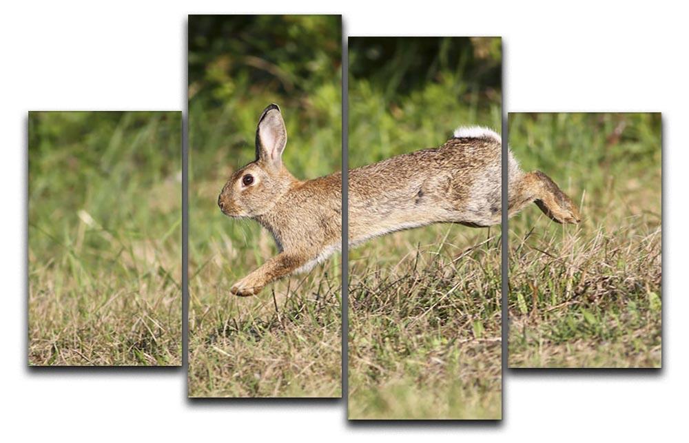 Wild cute rabbit is jumping on meadow 4 Split Panel Canvas - Canvas Art Rocks - 1