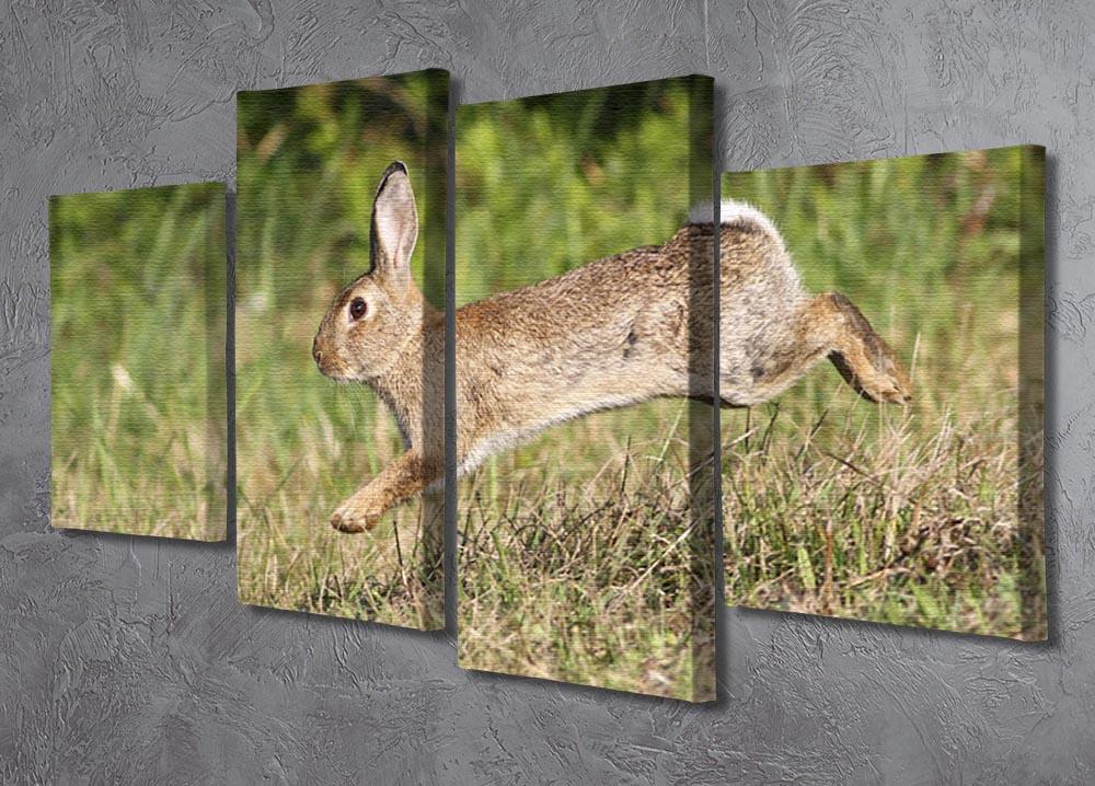 Wild cute rabbit is jumping on meadow 4 Split Panel Canvas - Canvas Art Rocks - 2