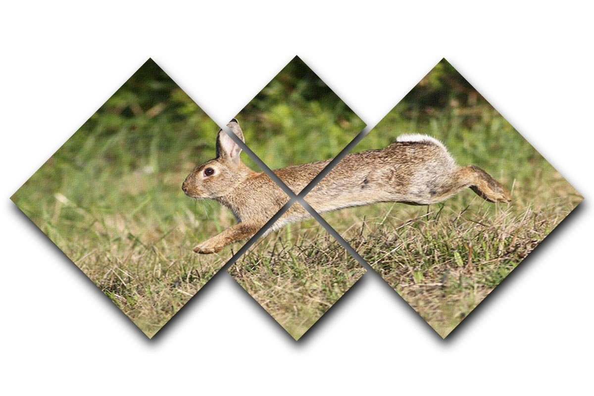 Wild cute rabbit is jumping on meadow 4 Square Multi Panel Canvas - Canvas Art Rocks - 1