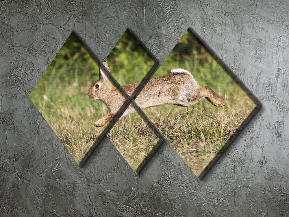 Wild cute rabbit is jumping on meadow 4 Square Multi Panel Canvas - Canvas Art Rocks - 2