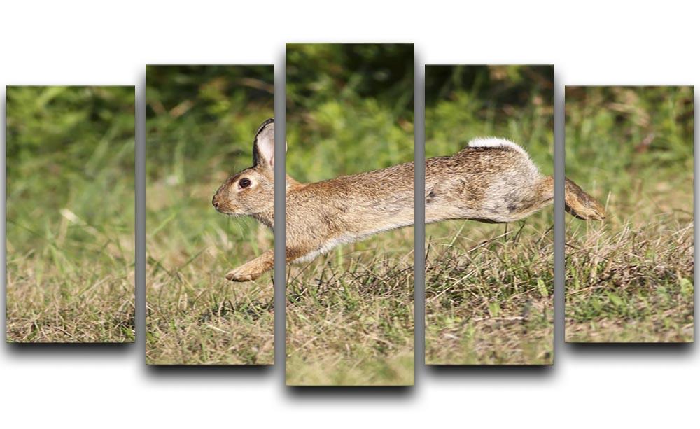Wild cute rabbit is jumping on meadow 5 Split Panel Canvas - Canvas Art Rocks - 1
