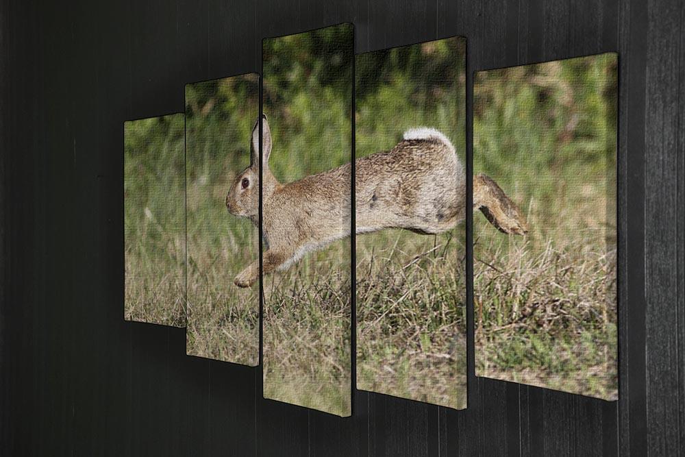 Wild cute rabbit is jumping on meadow 5 Split Panel Canvas - Canvas Art Rocks - 2