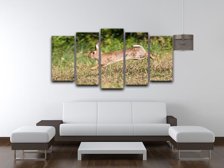 Wild cute rabbit is jumping on meadow 5 Split Panel Canvas - Canvas Art Rocks - 3