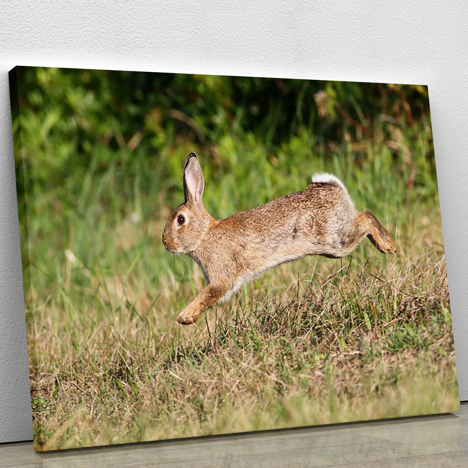 Wild cute rabbit is jumping on meadow Canvas Print or Poster