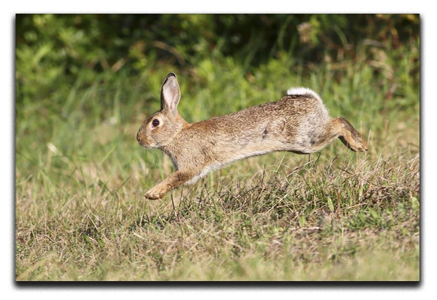 Wild cute rabbit is jumping on meadow Canvas Print or Poster - Canvas Art Rocks - 1