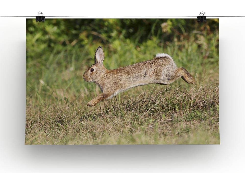 Wild cute rabbit is jumping on meadow Canvas Print or Poster - Canvas Art Rocks - 2