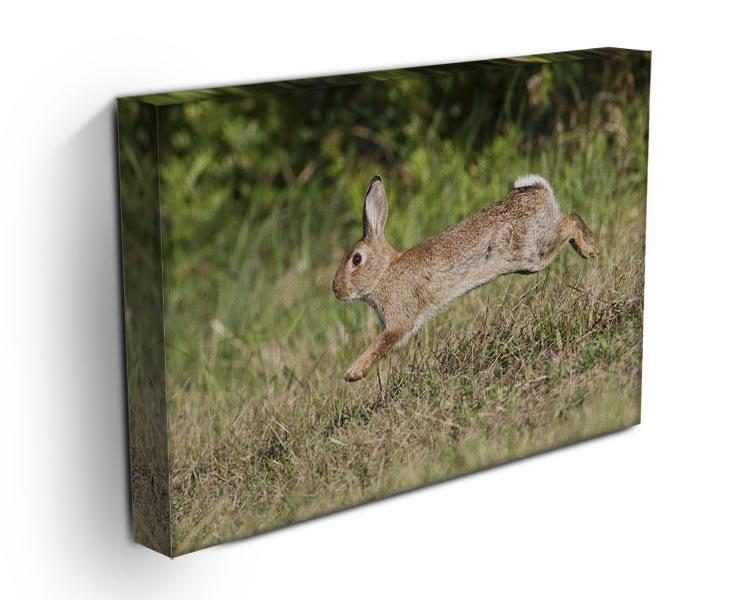 Wild cute rabbit is jumping on meadow Canvas Print or Poster - Canvas Art Rocks - 3